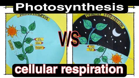 Photosynthesis And Cellular Respiration Project Ideas