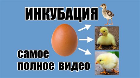 🐣 ИНКУБАЦИЯ куриных, индюшиных, гусиных яиц 🐓🦃🦢 Инкубация по дням ...