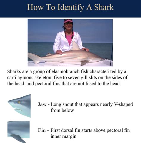 dogfish shark big king salmon charters