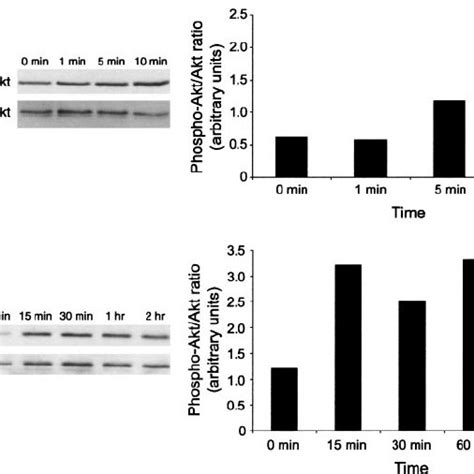 Cxcl12 Stimulates Akt Phosphorylation In Igrov Cells Total Cell Download Scientific Diagram