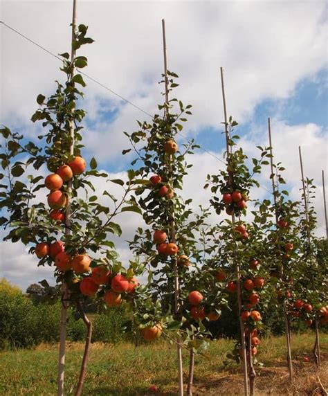 Яблоня "Хани крисп": описание сорта, фото, отзывы