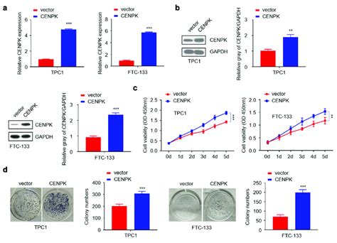 Overexpression Of Cenpk Promotes Dtc Cell Proliferation And Colony