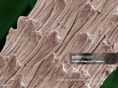 Cactus Anatomy Photos And Premium High Res Pictures Getty Images