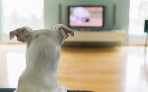 Can Dogs Watch Tv