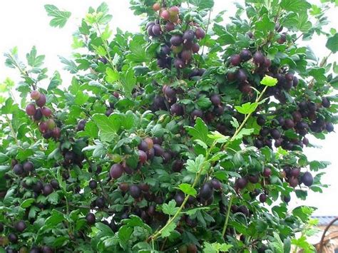 Крыжовник Грушенька Описание Сорта Фото Отзывы – Telegraph