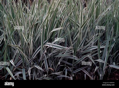 Reed Canarygrass Phalaris Arundinacea Poaceae Stock Photo Alamy