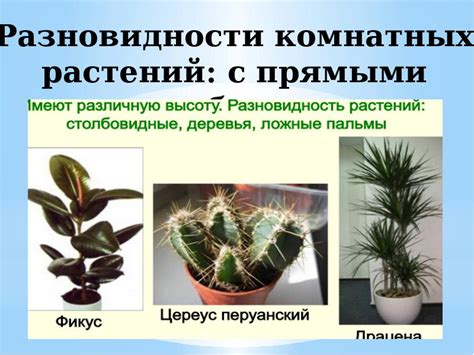 Комнатные растения в интерьере