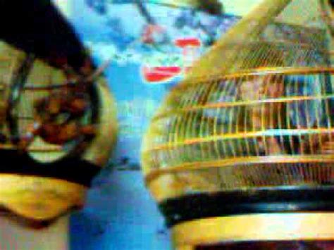 Chim Cu Gay Gu Hay Qua Youtube