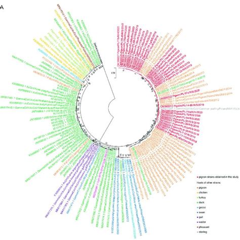 A The Phylogenetic Tree Of Rdrp Gene Nucleotide Sequences 440 Bp Of