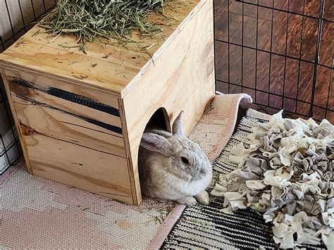 Adoptable Rabbits New Mexico House Rabbit Society