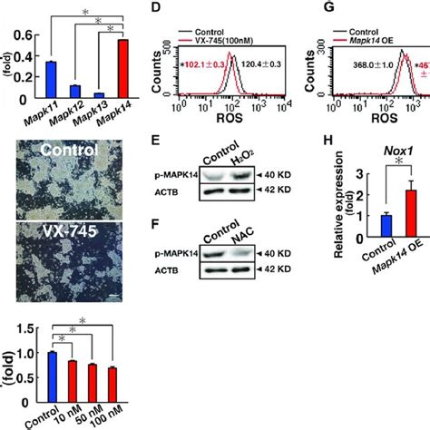 Ros Generation And Enhanced Proliferation Of Gs Cells By Nox1 Download Scientific Diagram