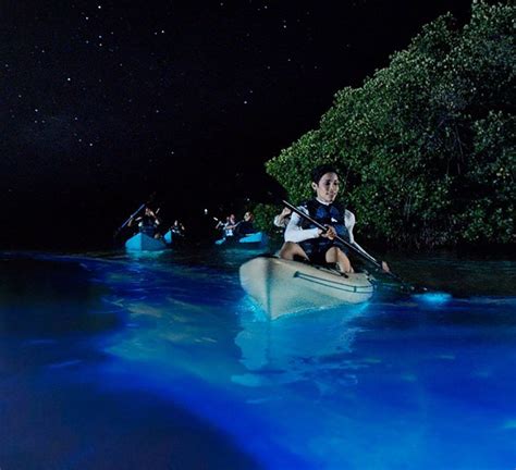 This Tour Lets You Paddle Through Bioluminescent Water In A Clear Kayak