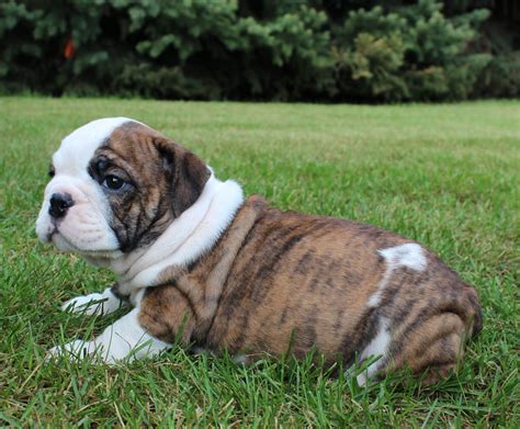bulldogs for sale craigslist 4