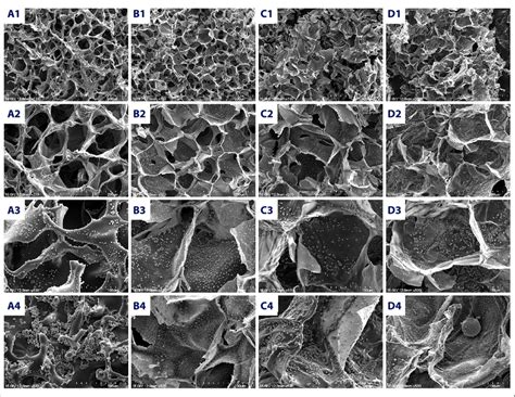 The Scanning electron microscopy image of cell morphology on the ...