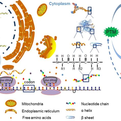 Effect of protein acetylation modification on controlling obesity ...