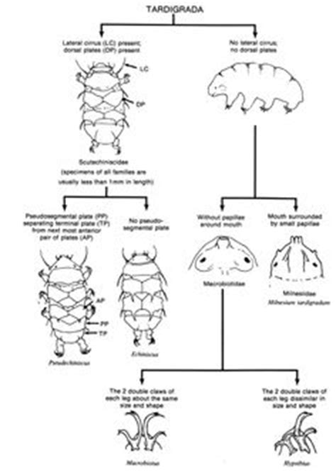 Tardigrade Life Cycle