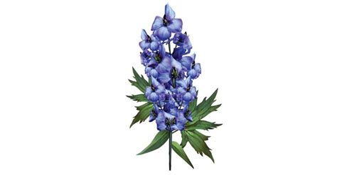 Delphinium Sawan Books