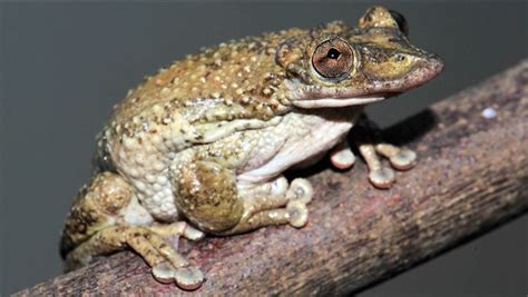 World's First Venomous Frogs Discovered, The Hard Way | Featured Creature