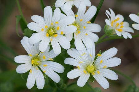 Звездчатка (трава мокрица) – описание, полезные свойства и применение