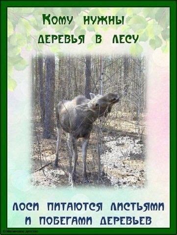 Кому нужны деревья в лесу | OK.RU | Poster, Book cover, Animals
