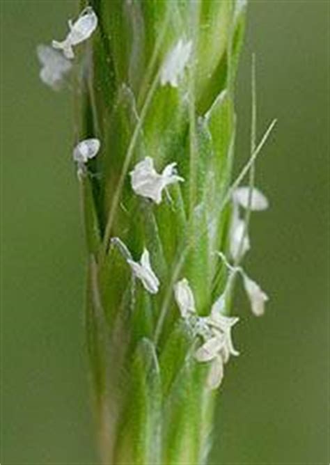 セトガヤ Alopecurus japonicus イネ科 Poaceae スズメノテッポウ属 三河の植物観察