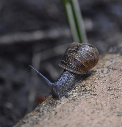 Snail Shell Slug Free Photo On Pixabay Pixabay