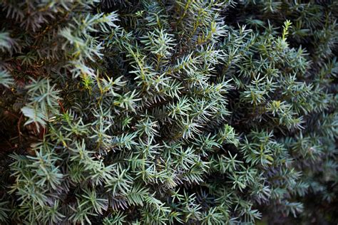 Growing the Japanese Yew in the Home Garden