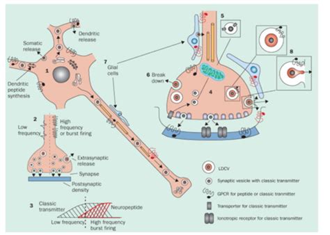 Neuropeptides Flashcards | Quizlet