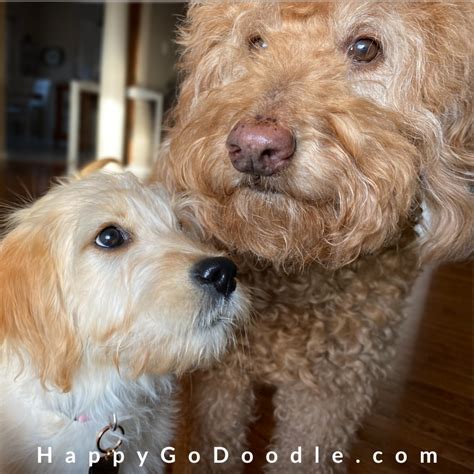 Happy Go Doodle Ready Set Goldendoodle Happy Go Doodle®