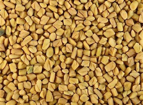 Fenugreek | Description, Plant, Seeds, Uses, & Facts | Britannica