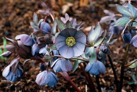 Морозник посадка и уход Выращивание из семян Фото сортов и описание