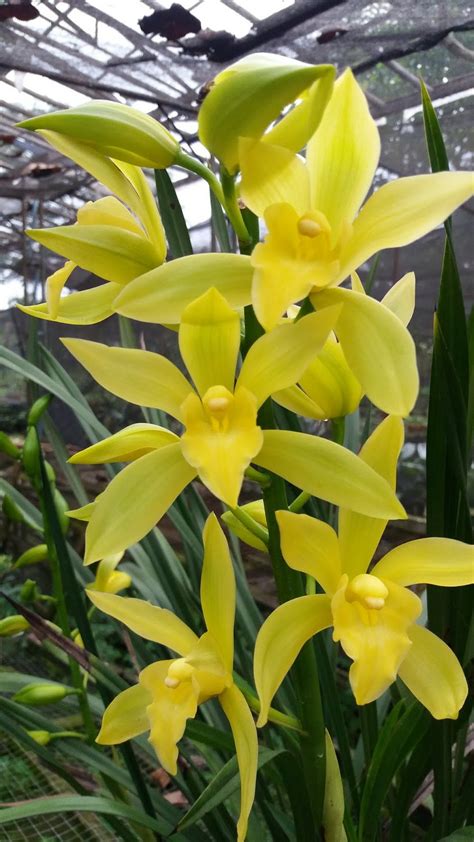 Anggrek Cymbidium Ide Terpopuler