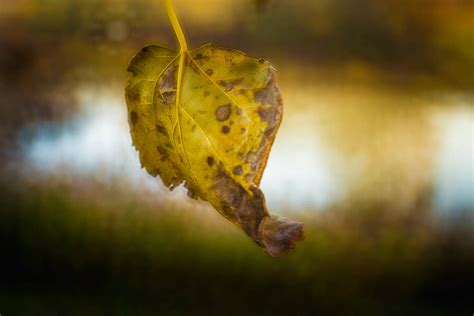 Creating Images With The Soft Focus Optic Lensbaby