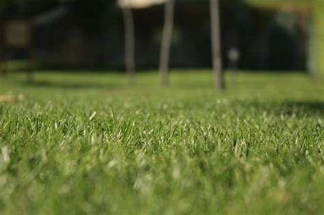 green-grass.bg | Burgas