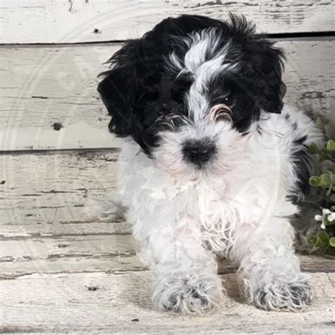 Gena Female F1b Mini Bernedoodle Castle Rock Bernedoodles