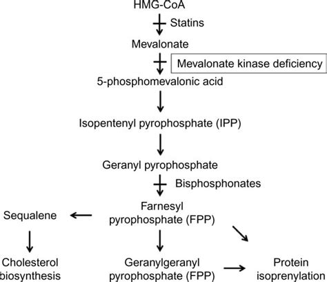 Overview Of The Mevalonate Pathway Notes The Pathway Starts With