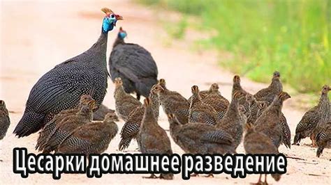 Цесарки домашнее разведение - YouTube
