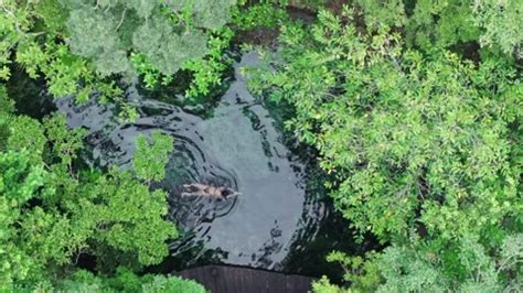 Sexy Woman In Bikini Swims In Tropical L Stock Video Pond