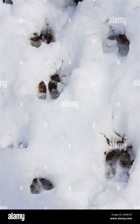 Roe Deer Tracks In The Snow From Above Overhead Nobody Not No People