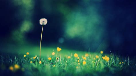 Flower Wallpaper Hình Nền Hoa đẹp Nhất Hình Nền Máy Tính đẹp