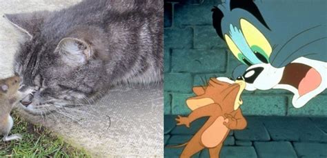 voce nunca viu animais como esses ti  ilarias news