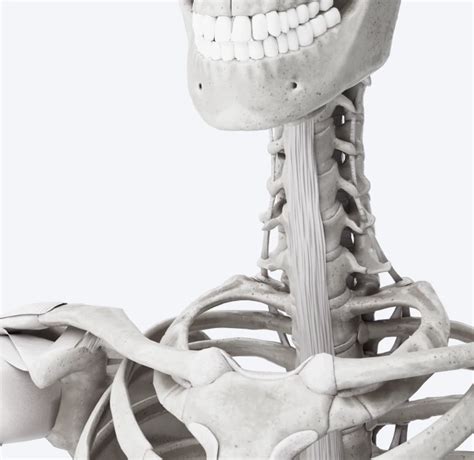 anatomical human models  practitioners voka