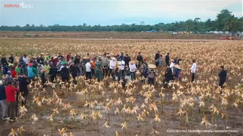 Food Estate Keerom Lumbung Jagung Di Tanah Papua Agrozine