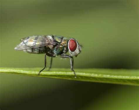 Tout Savoir Sur La Maladie De Lyme Votre Quide Complet Révélations
