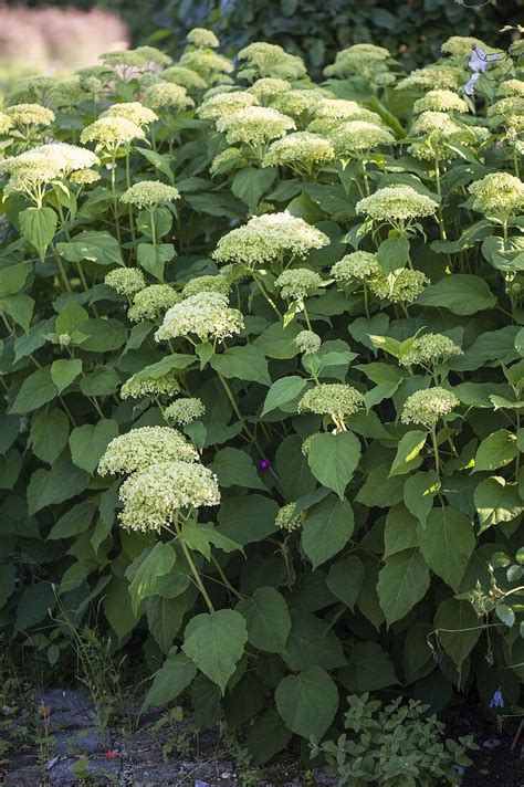 Hydrangea Arborescens Annabelle Bild Kaufen