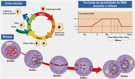 O Que É Ciclo Celular - BIOLOGIA Segundo de Bachillerato: CICLO CELULAR
