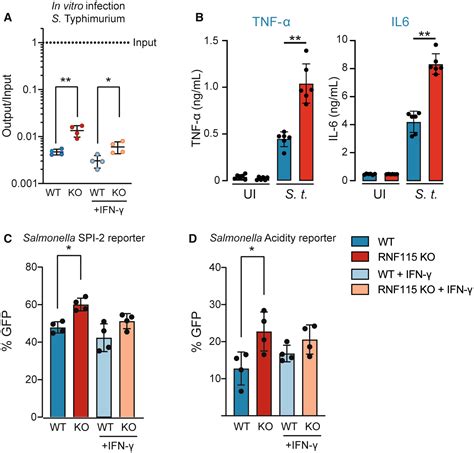 The E Ubiquitin Ligase Rnf Regulates Phagosome Maturation And Host