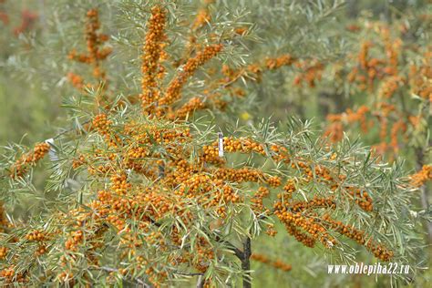 Облепиха Чуйская: описание сорта, фото, отзывы