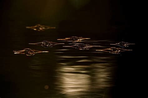 Сказки Брянского леса