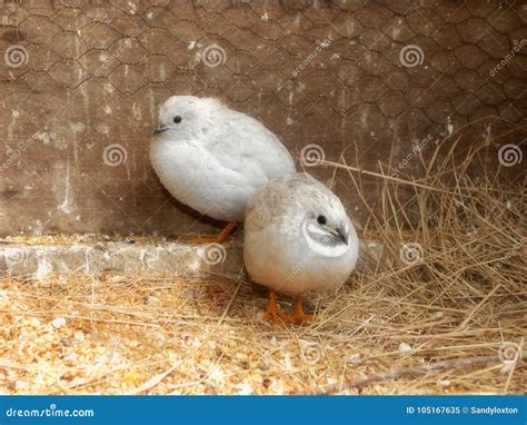 Silver Button Quail pair stock image. Image of aviary - 105167635